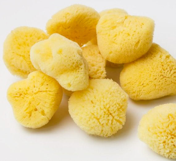 BULK 5pc SEA Sponge, 4-5 Size, Natural, Yellow, Bath, Cosmetic
